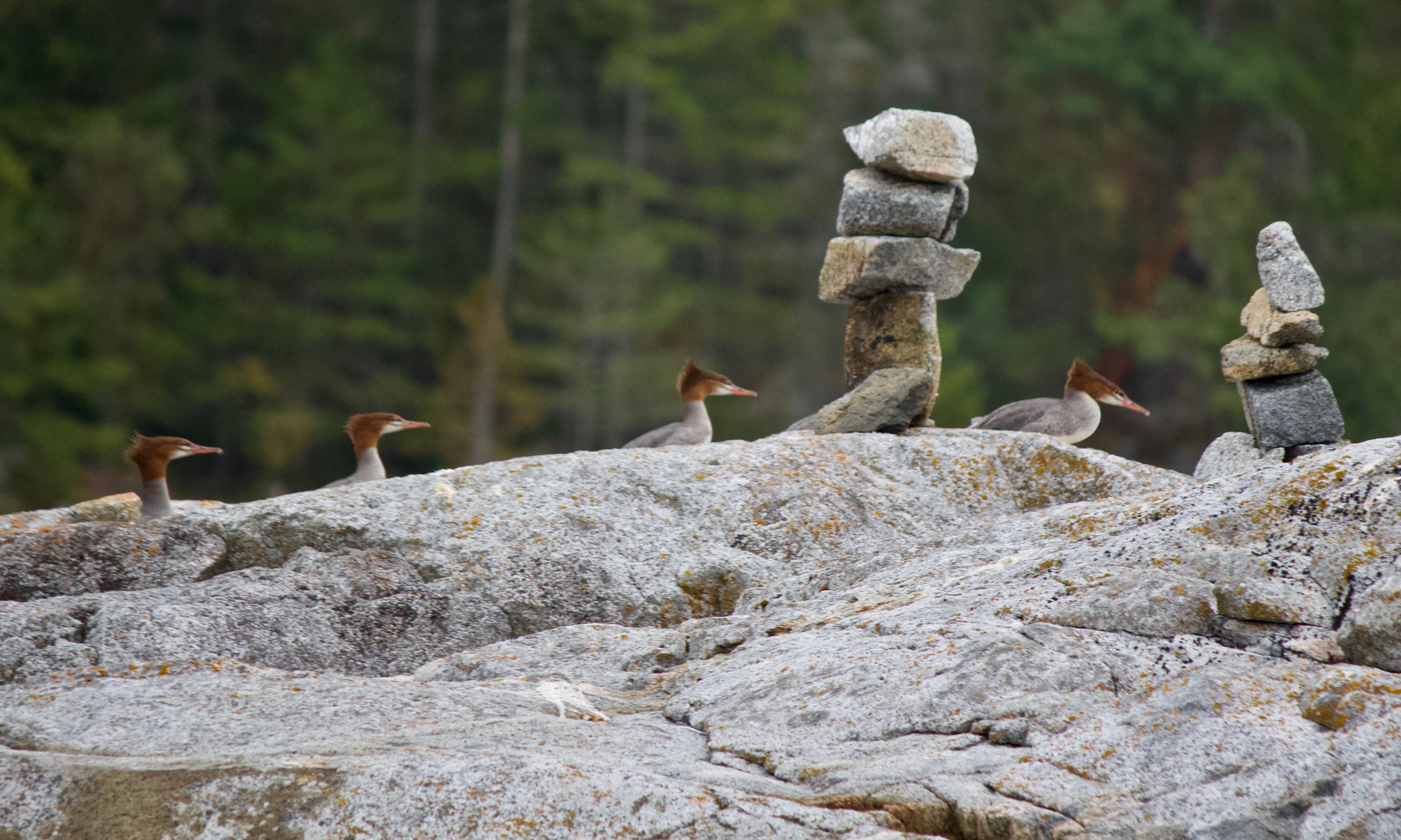 The Merganser Walk