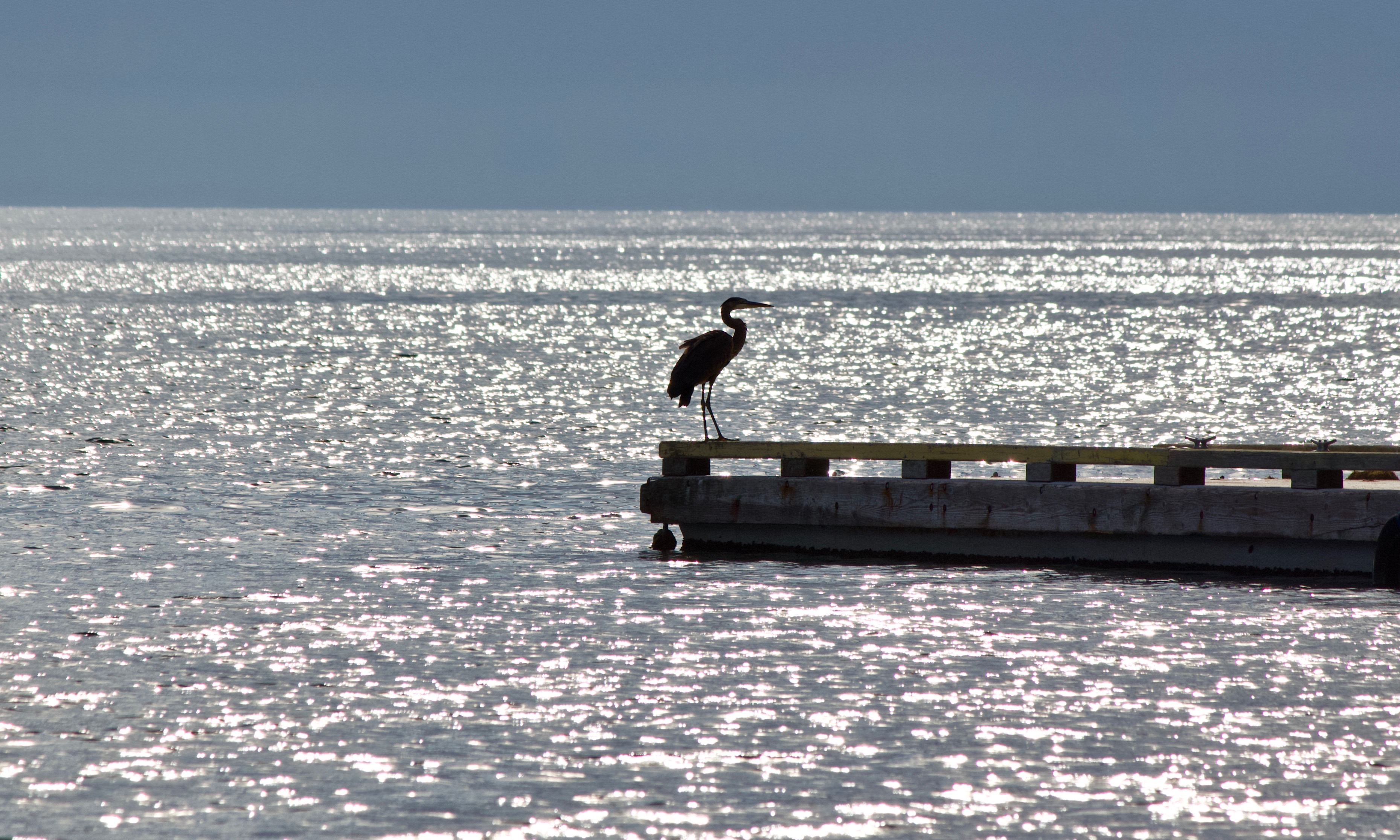 Balancing Act