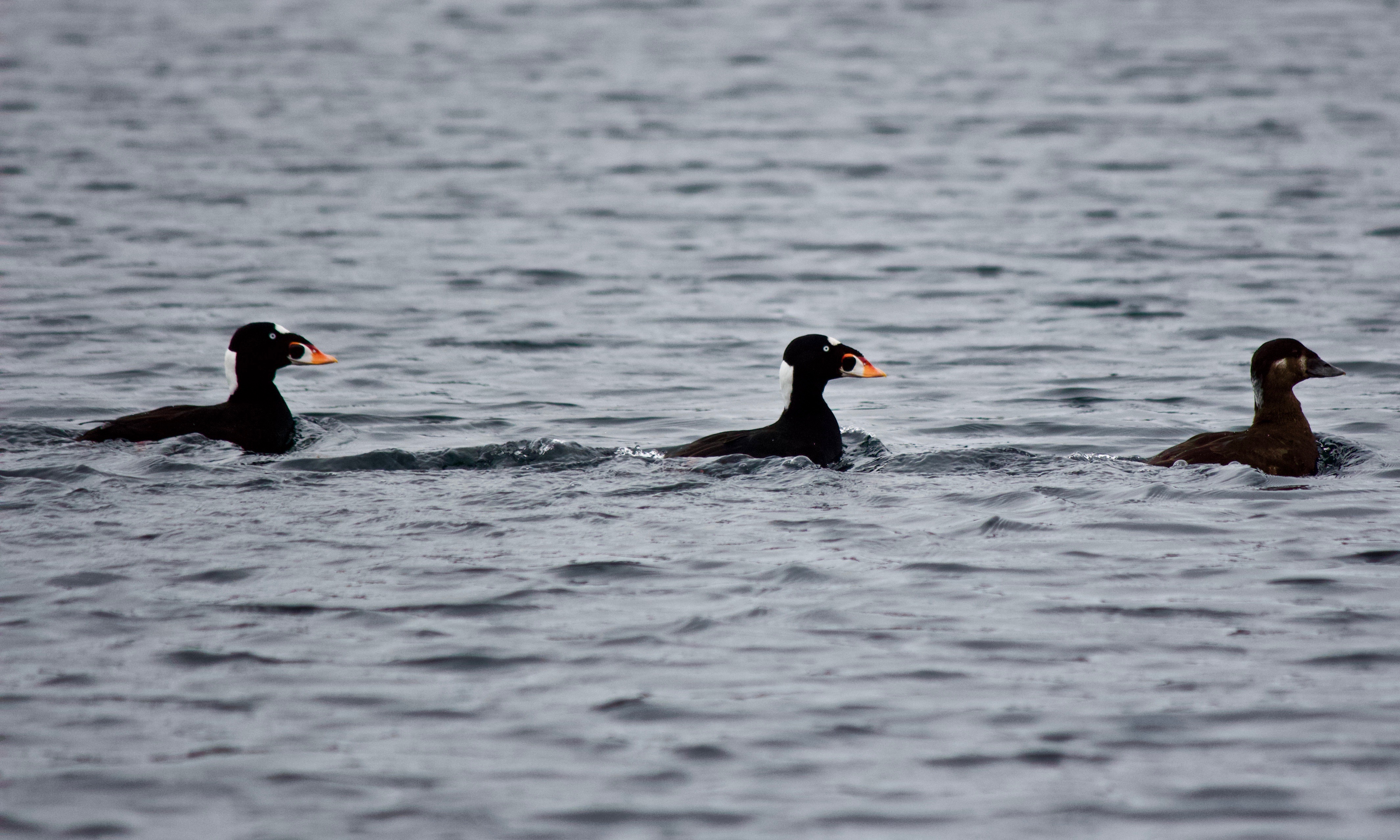 Scoters in Unison