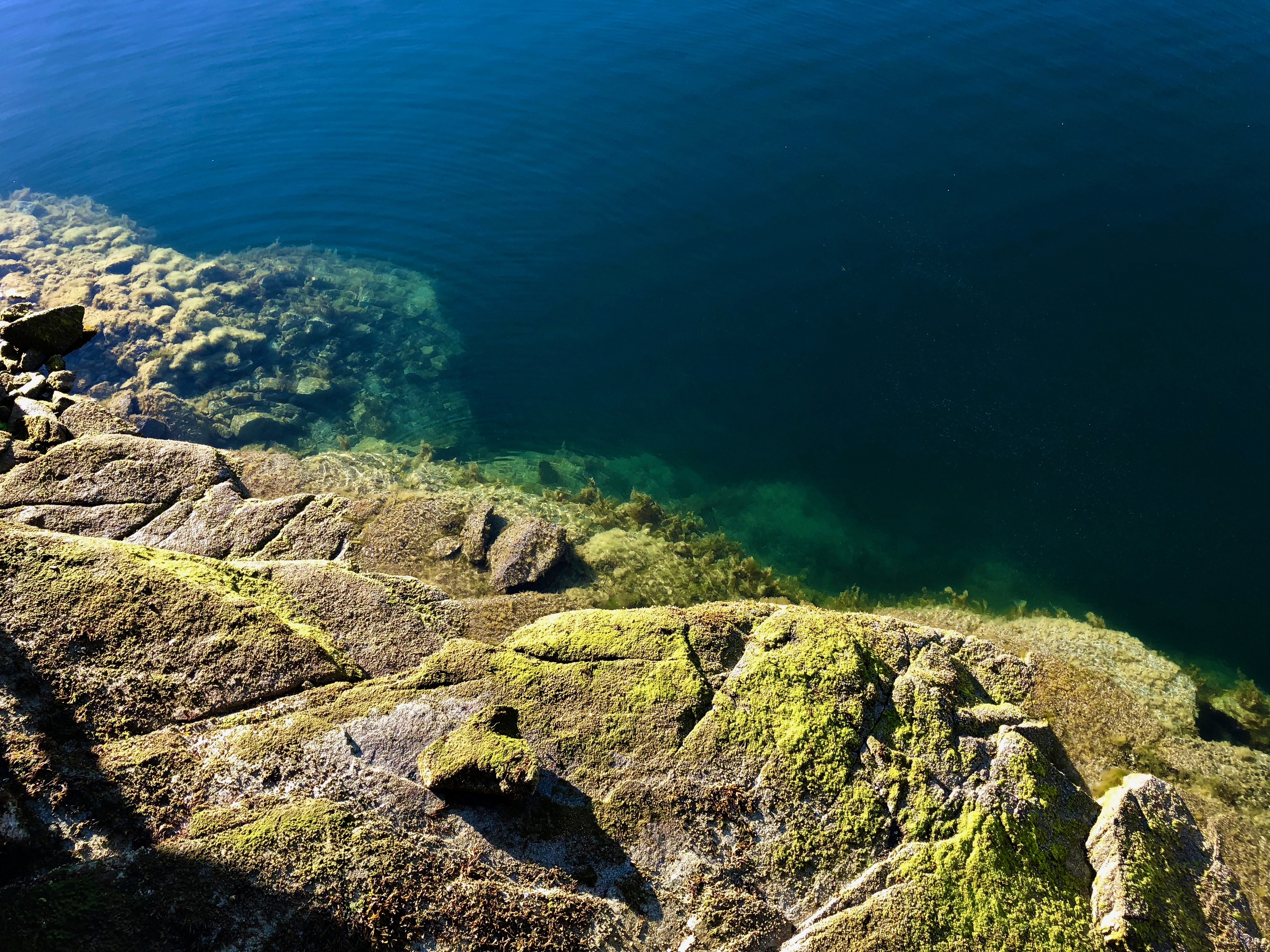 Tidal Shelf Knuckles