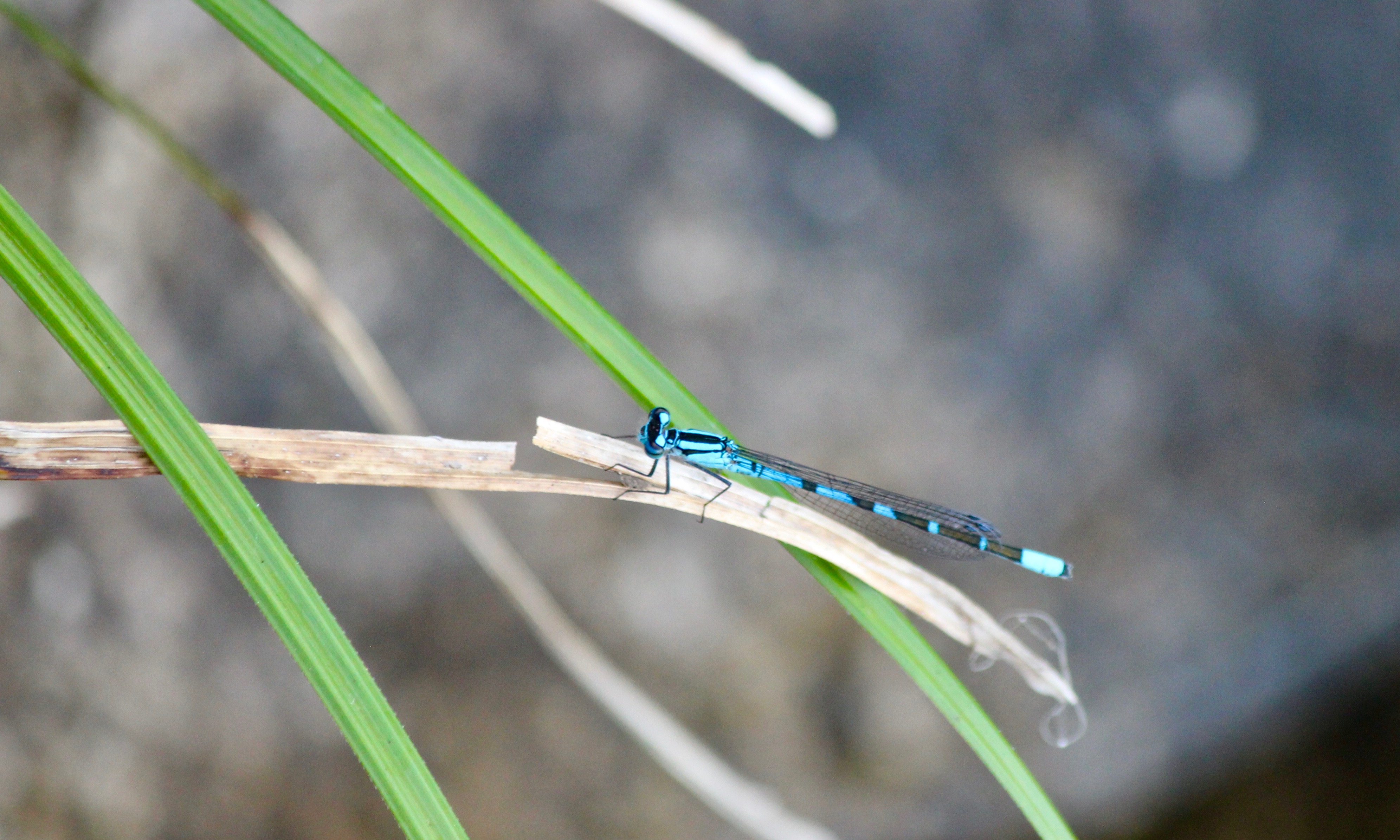 Miniture Dragon Fly