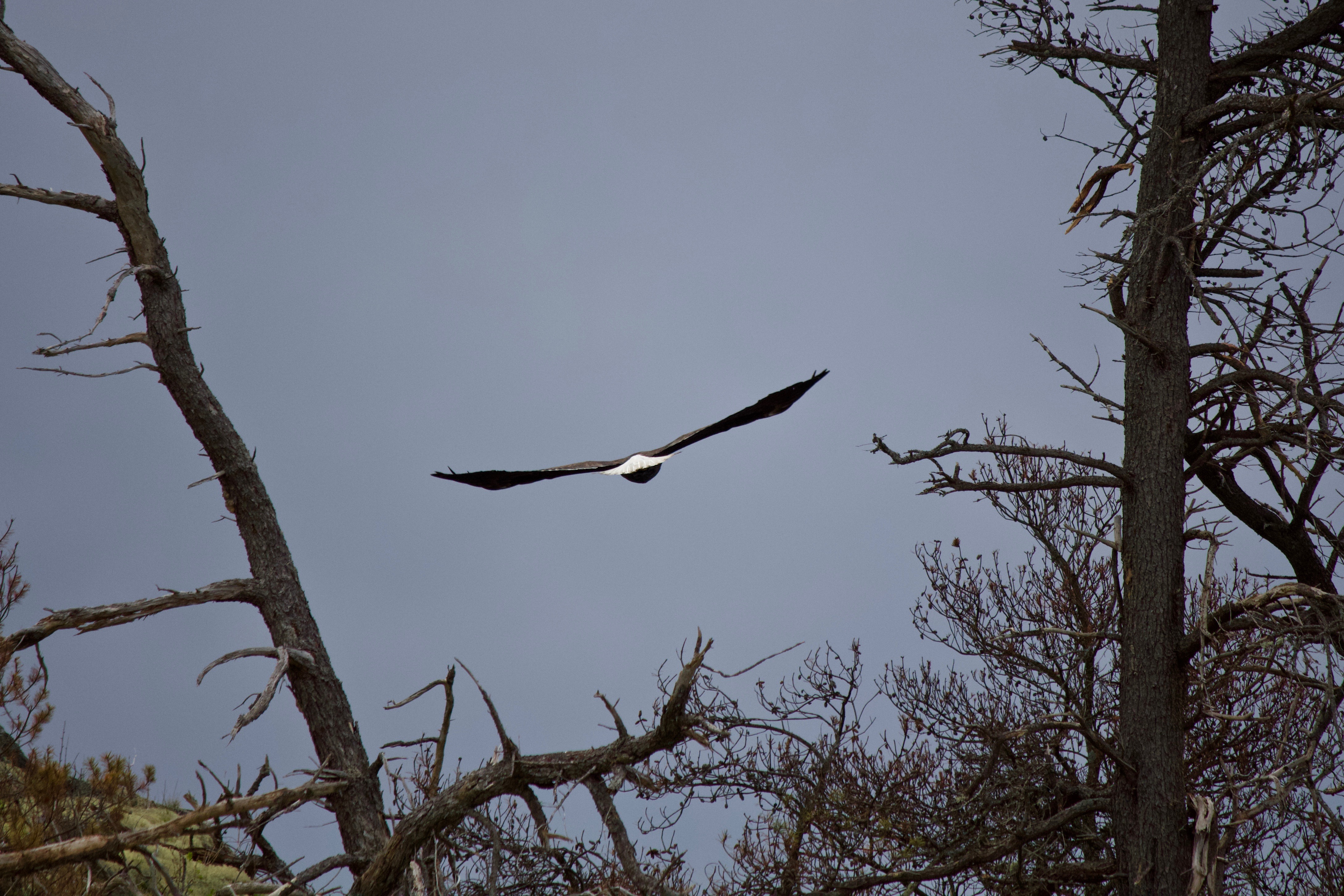 Low Glider