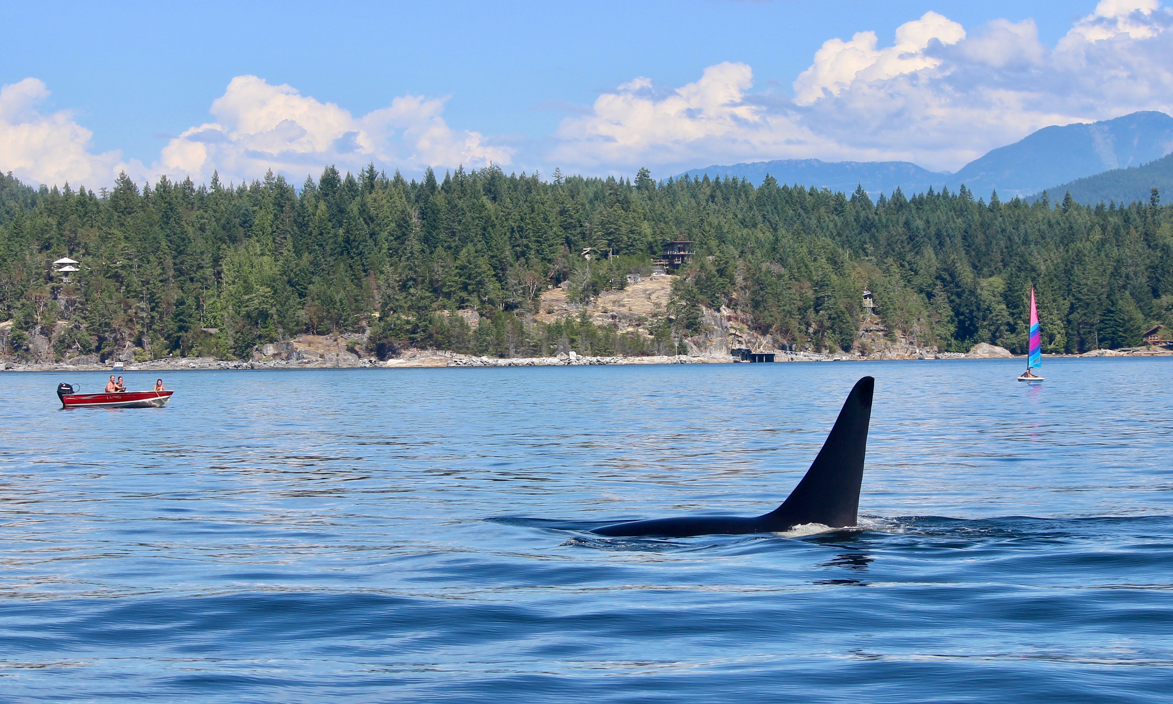 Killer Whale In The Bay