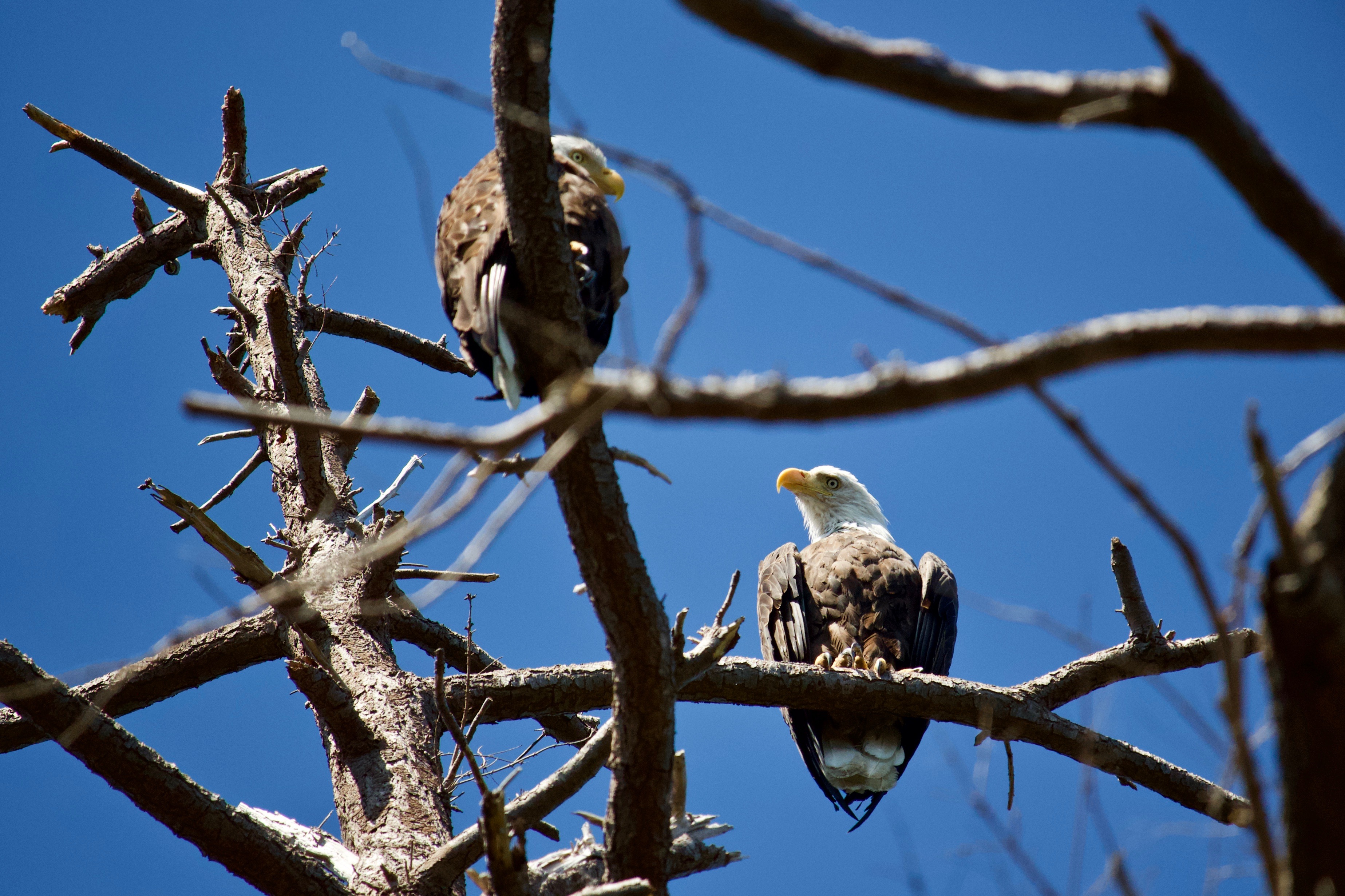 Watchful Eyes