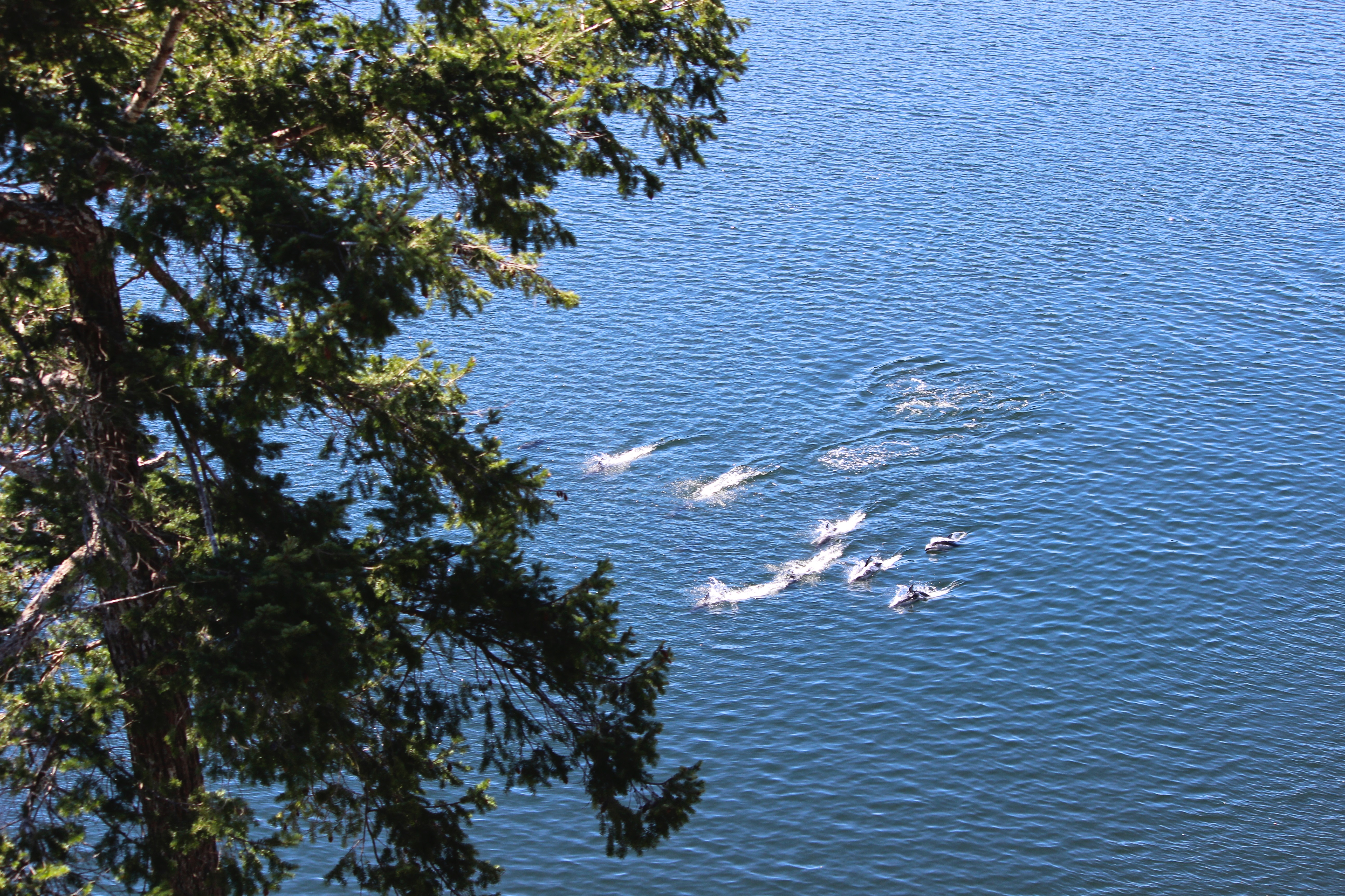 Dolphins Beneath the Cliffs