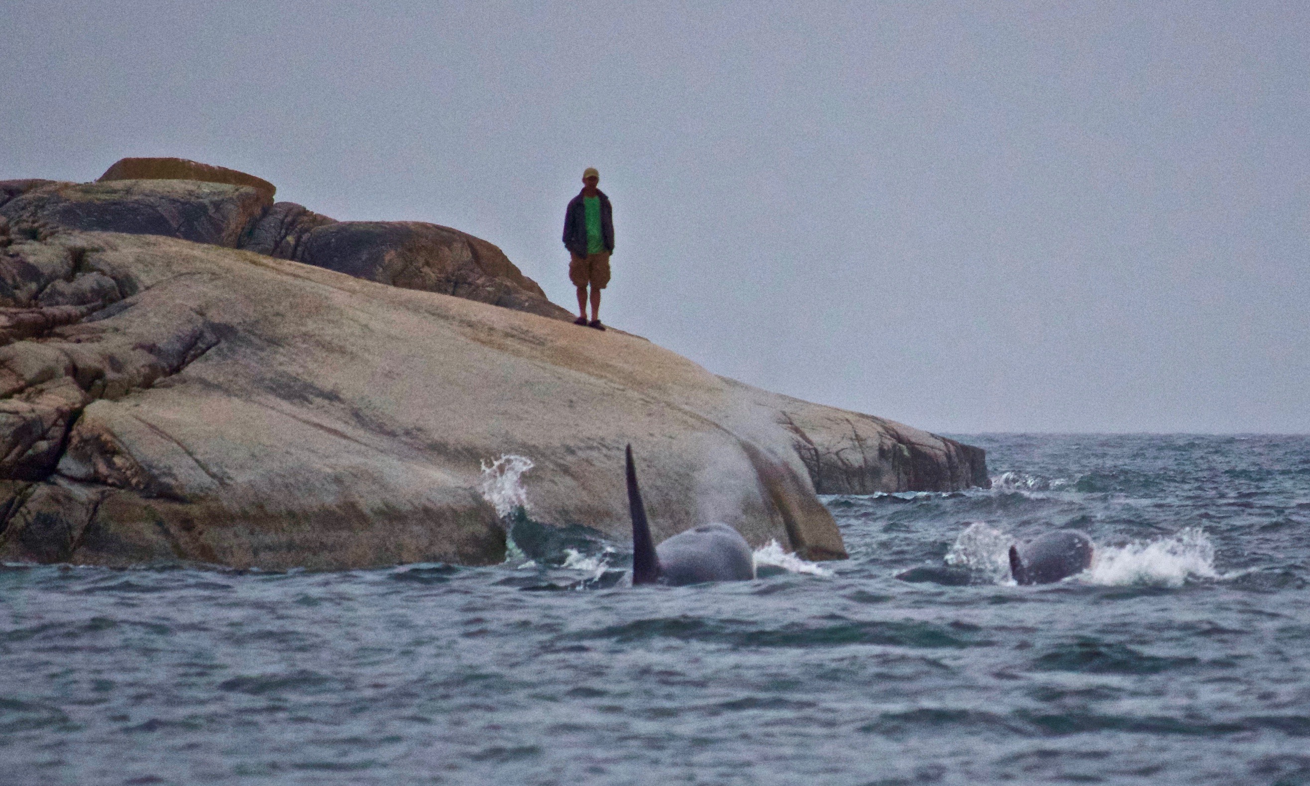 Whale Watching From Shore!