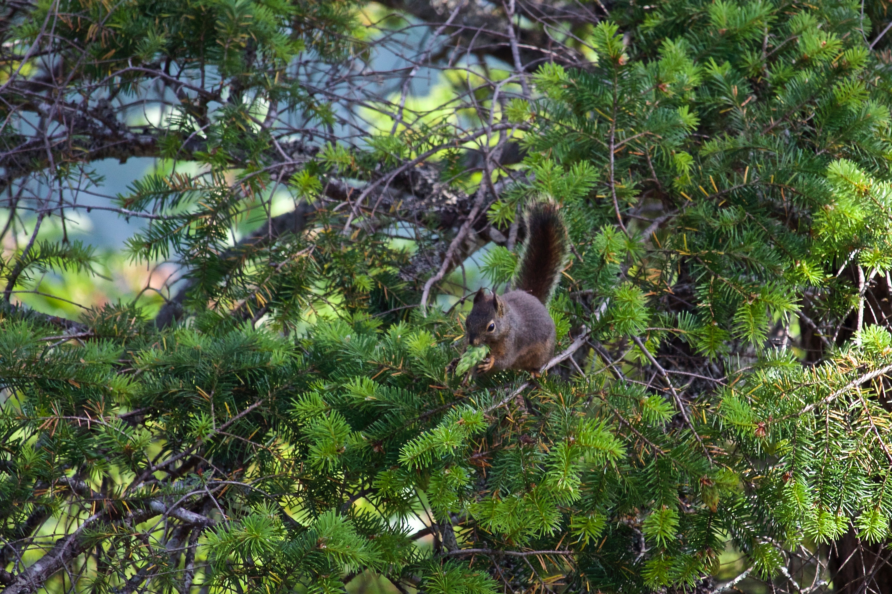 Nattering Squirrel