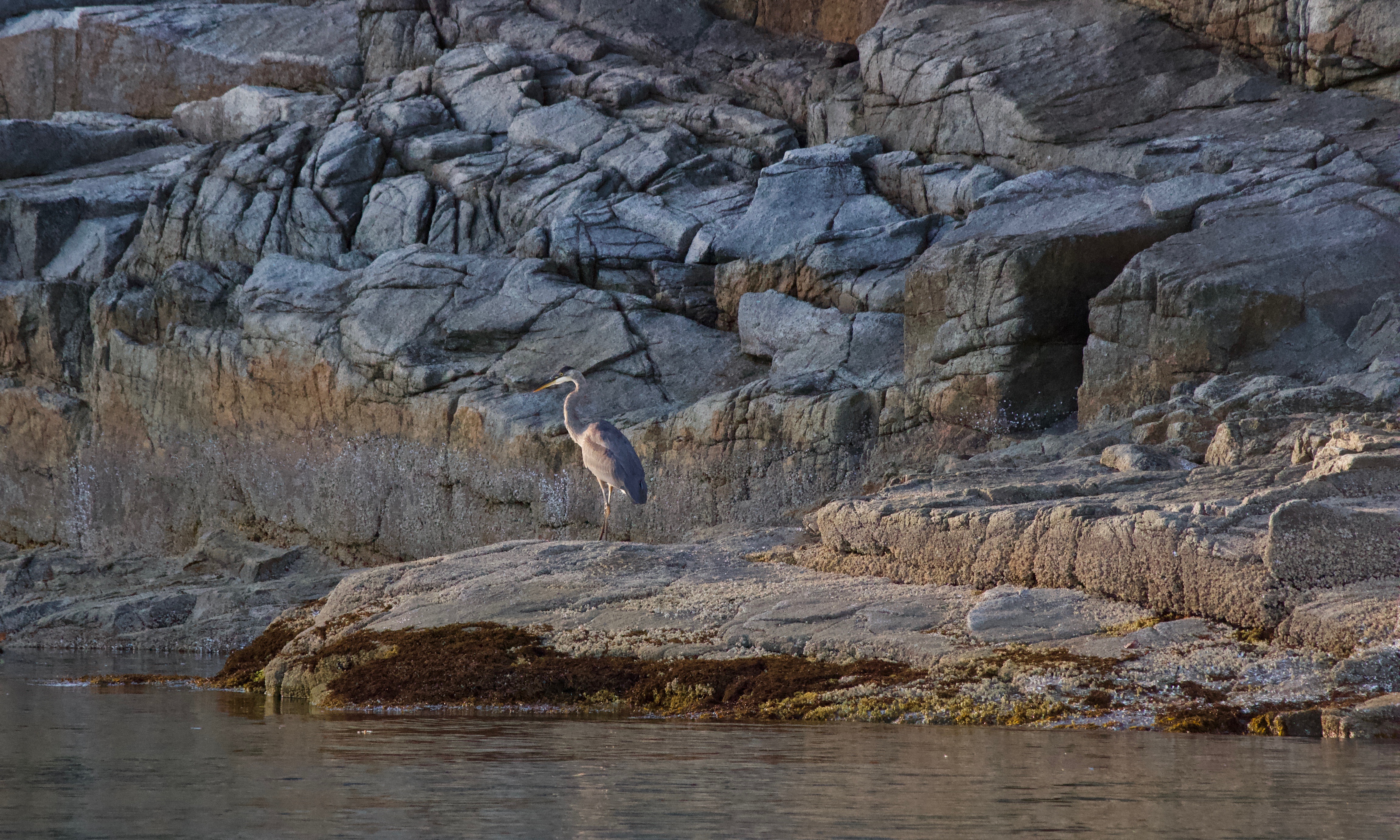 Heron Amongst the Rocks