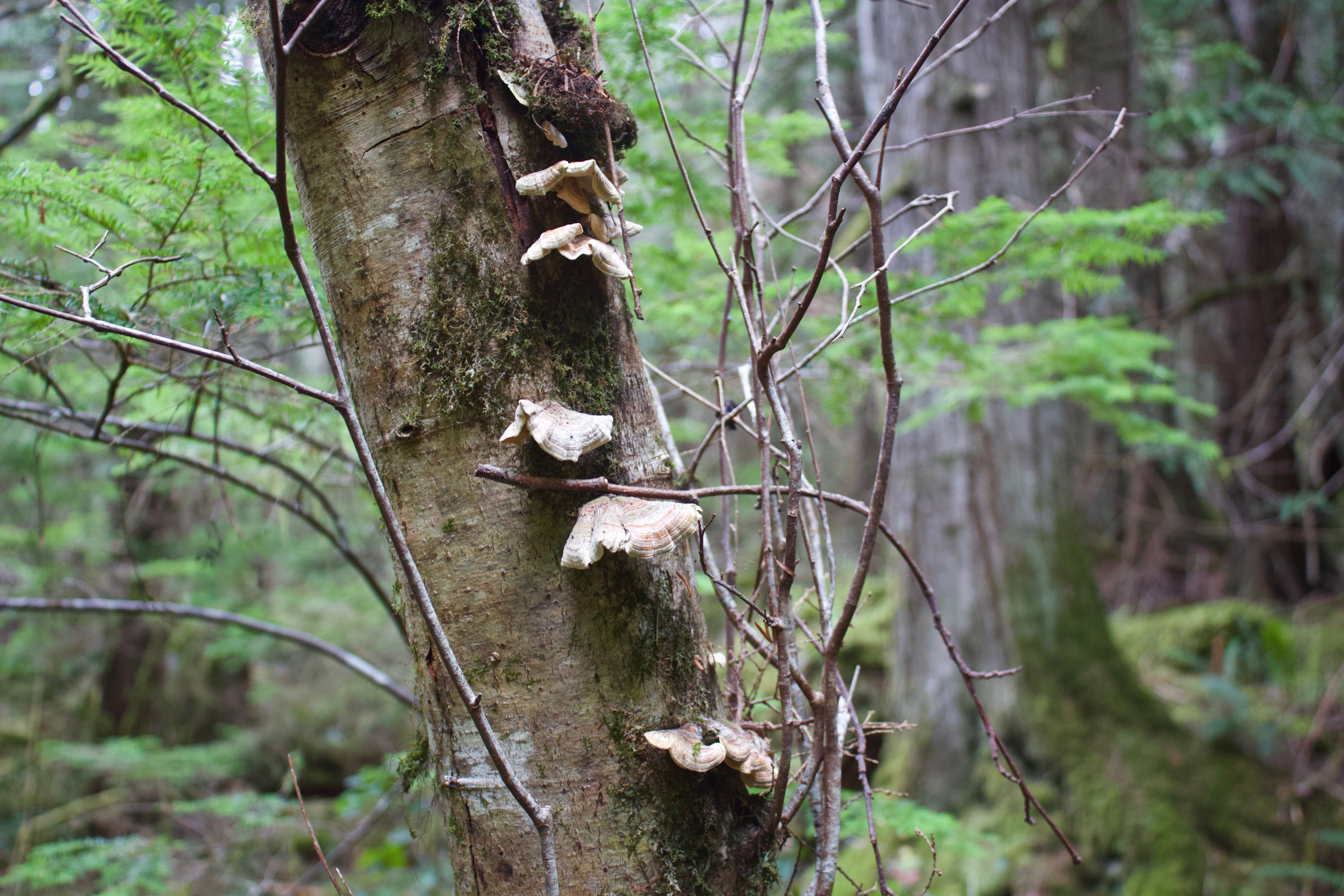 Fungi Umbrellas