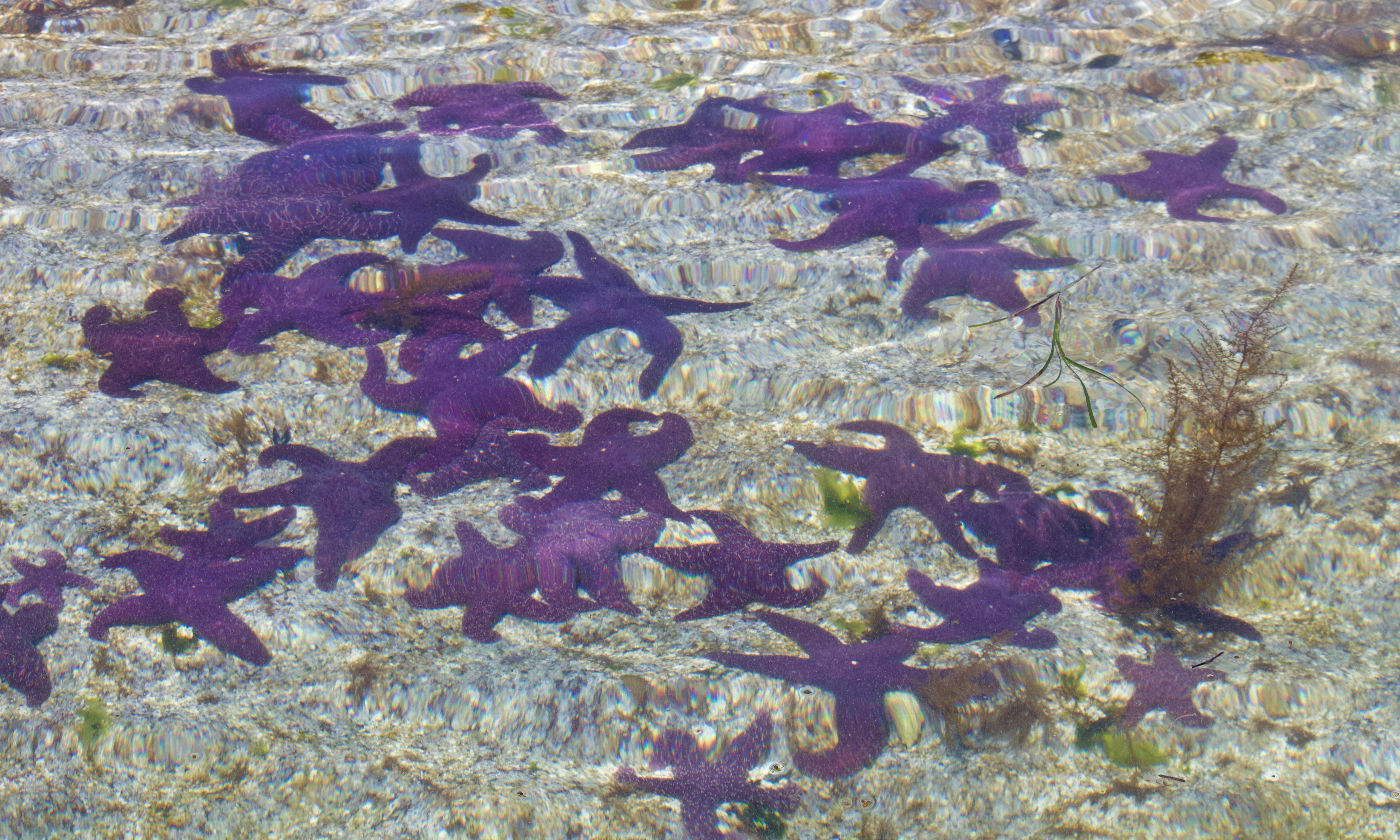 Starfish Migration