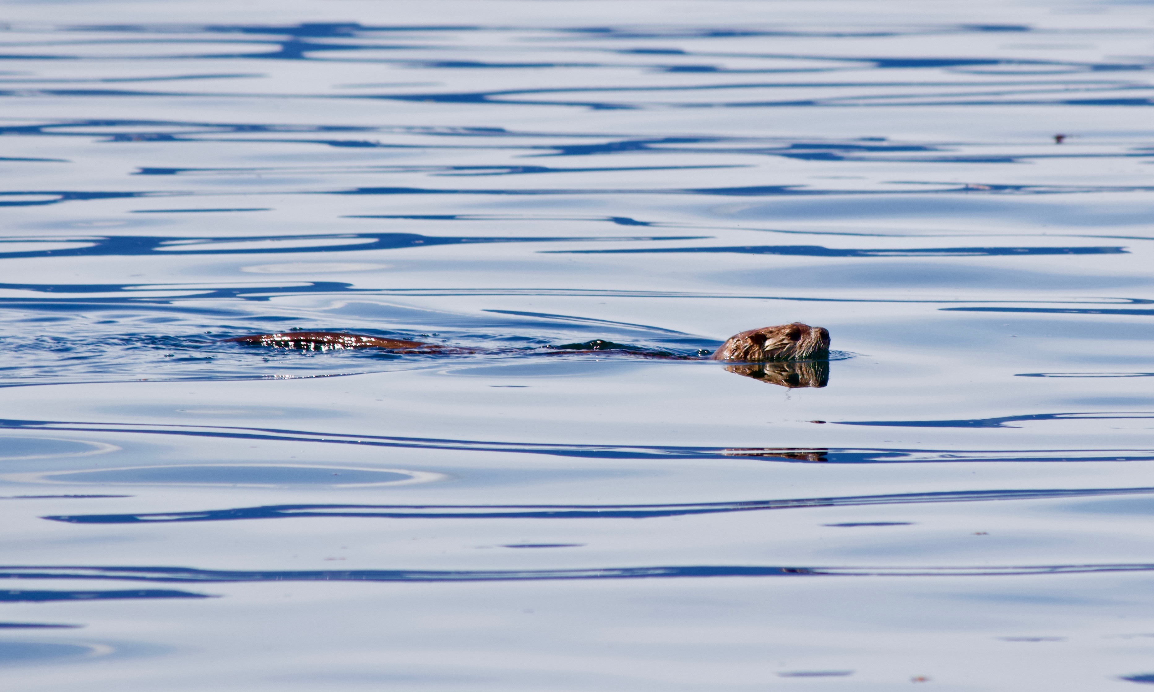Sea Otter On The Move