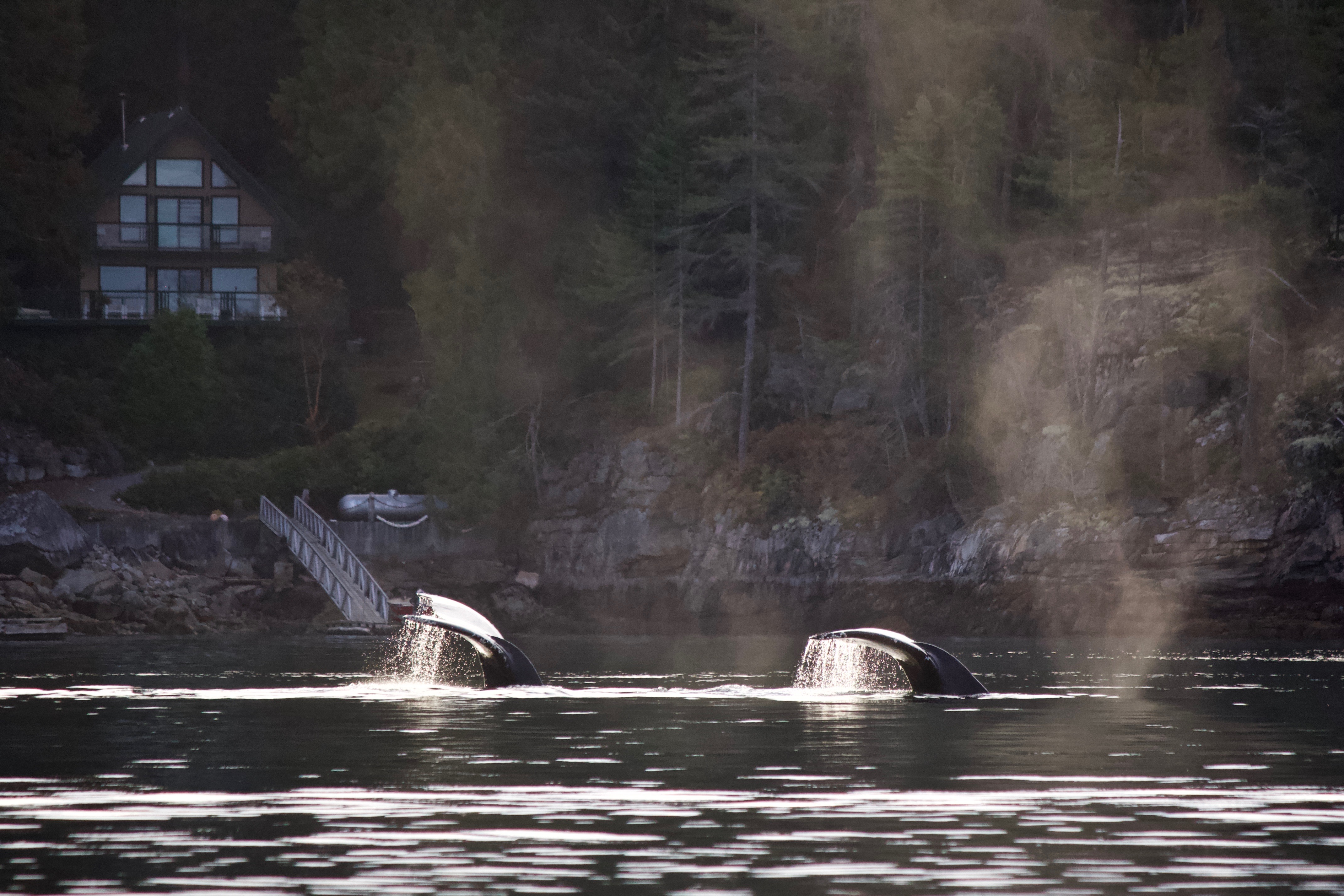 Synchronized Swimming!