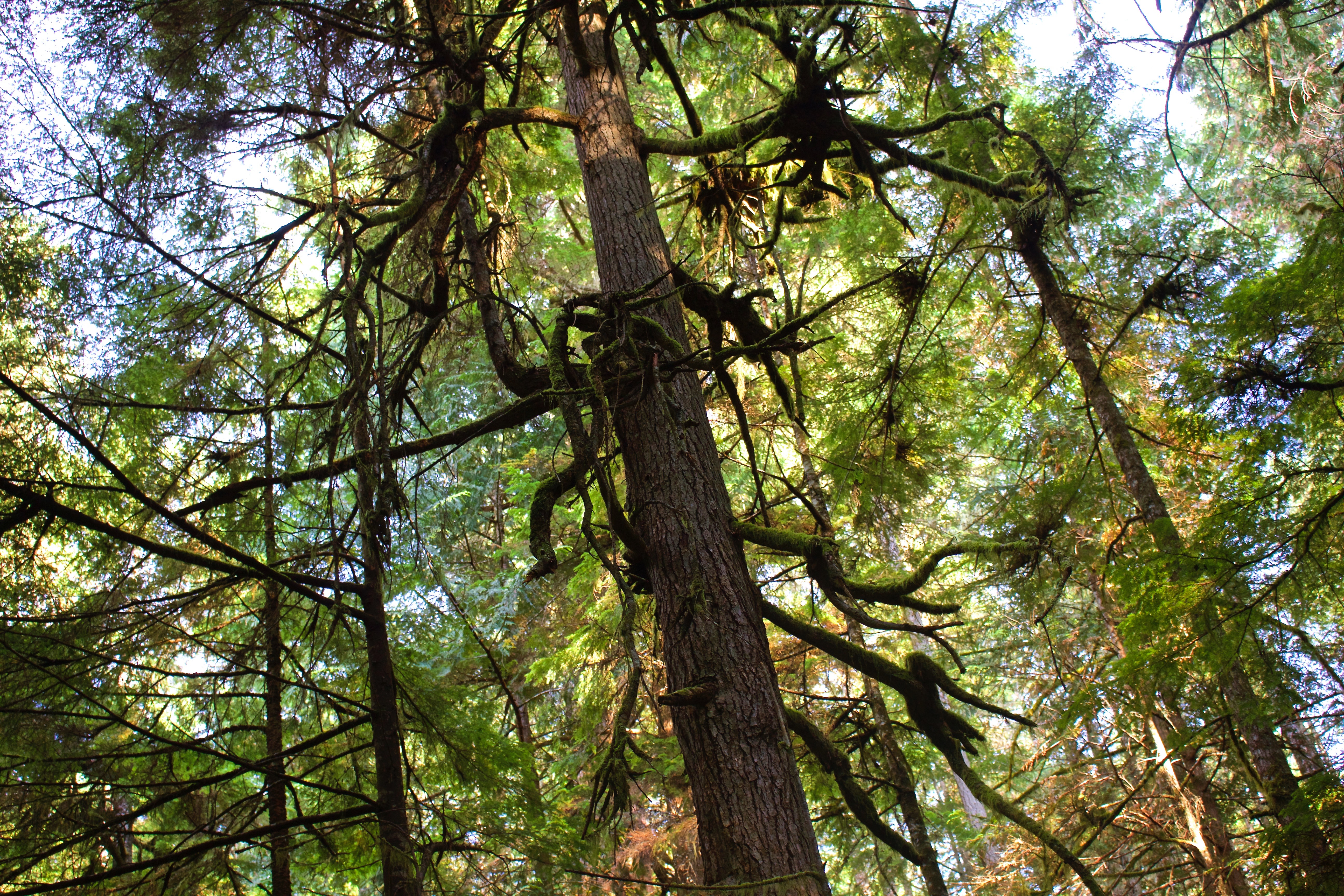 IMG_9944_2 Magical Mystery Forest