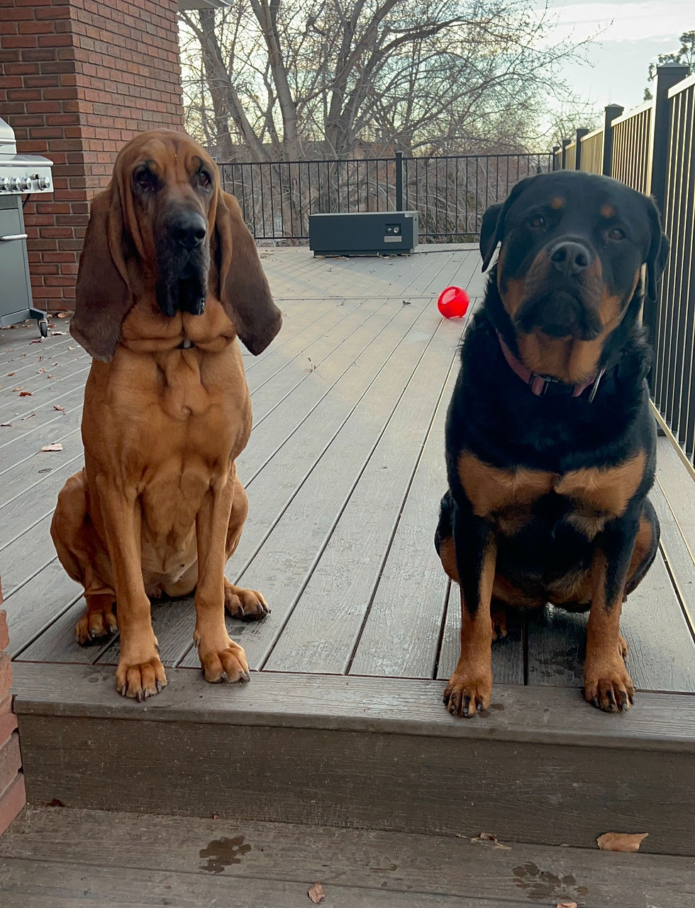 Rottweiler and Bloodhound demonstrating calm lifestyle dog training.