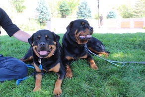 Biological Fulfillment & Predatory Motor Sequences