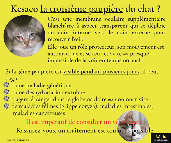 3e paupiere chat (1).png