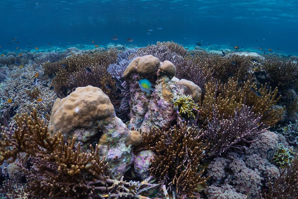 Hele 96 prosent av verdens tropiske korallrev er vurdert som kritisk truet. Klimaendringene kan føre til omfattende kollaps innen 2075, ifølge IUCN.. Foto: Claudia Rosel / AP / NTB