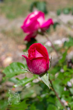 FL5