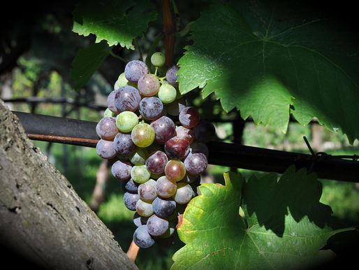 Private tour guide Mallorca autumn vineyards
