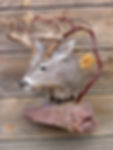 Couse Deer mount with wall habitat
