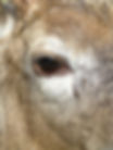 Nebraska whitetail deer eye detail