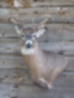 Canadian Whitetail