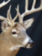 JK Kansas Whitetail