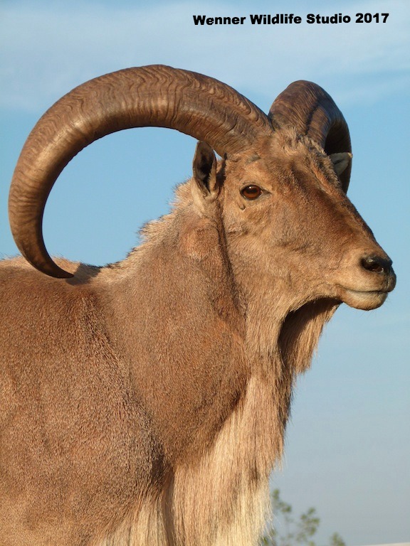 Wenner Wildlife Studio Taxidermy Roswell New Mexico Barbary Sheep