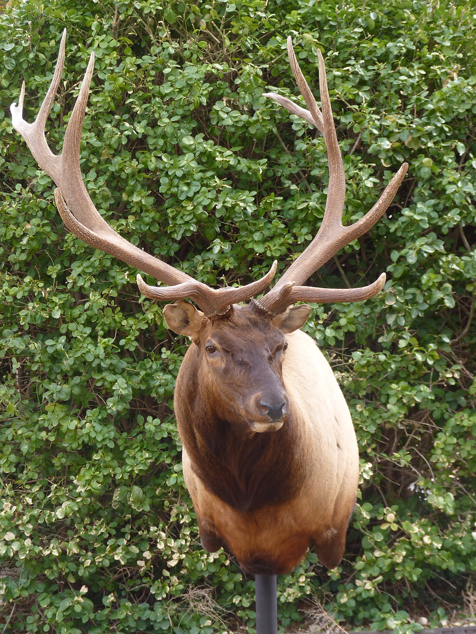 Elk NW