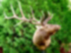 Head up sneak Elk