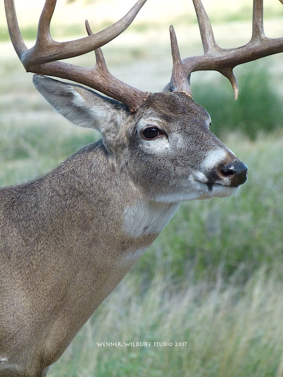 Texas whitetail deer mount