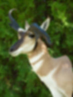 Pronghorn Antelope MB
