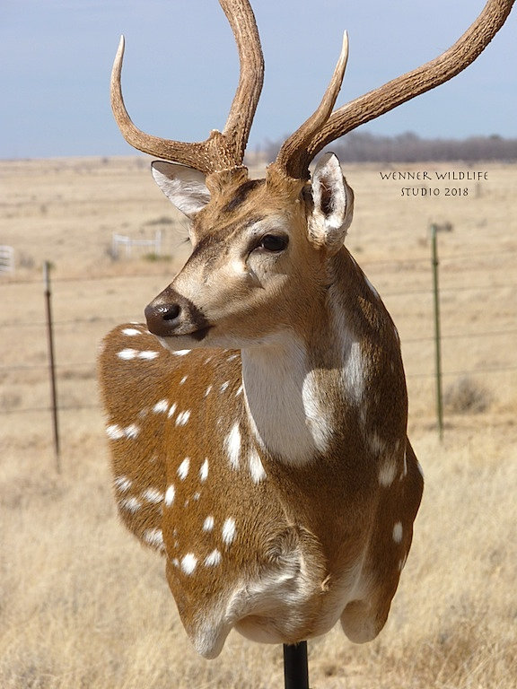 Wenner Wildlife Studio Taxidermy Roswell New Mexico Wall pedestal