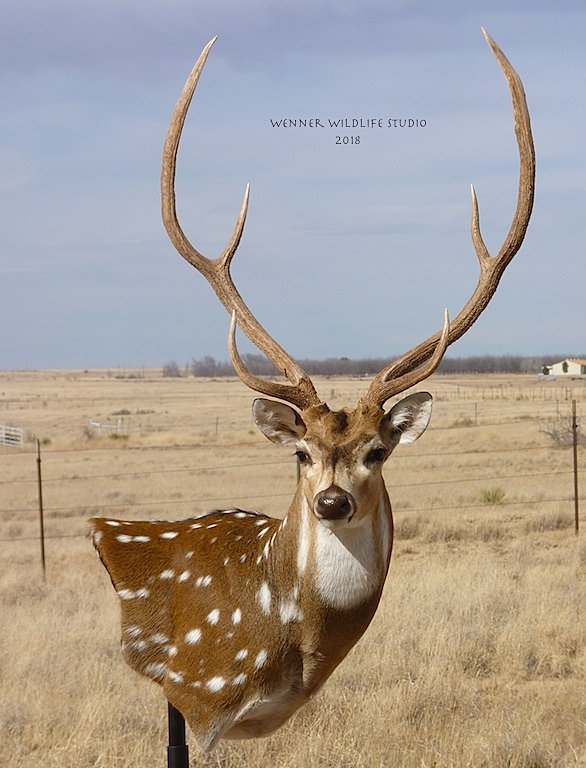 Wenner Wildlife Studio Taxidermy Roswell New Mexico Wall pedestal