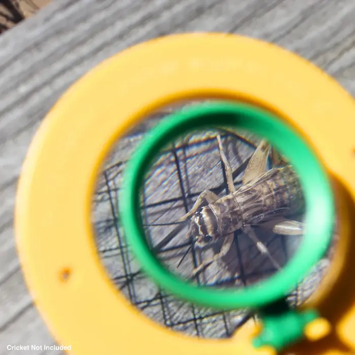 الصورة المصغرة: علبة الحشرات