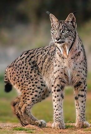 Iberian-lynx-1_edited_edited.jpg