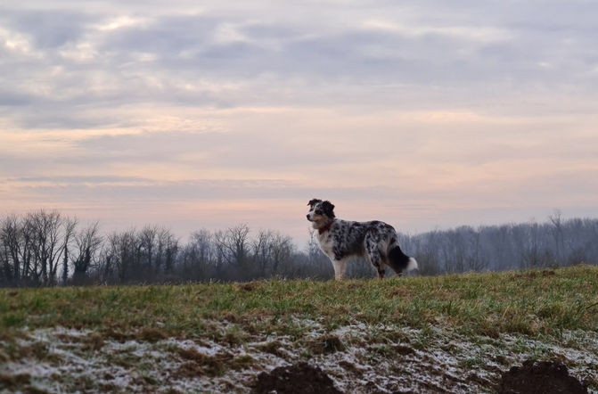 Aussie Hündin Toffee
Australian Shepherd Welpe
Red Rose Farm