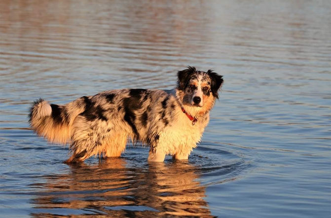 Aussie Hündin Toffee
Australian Shepherd Welpe
Red Rose Farm