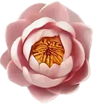 FLOR SOLO.webp