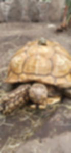 Landschildkröten
