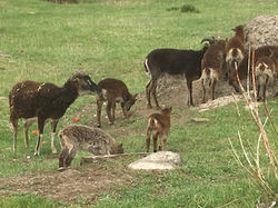 Soay Schafherde