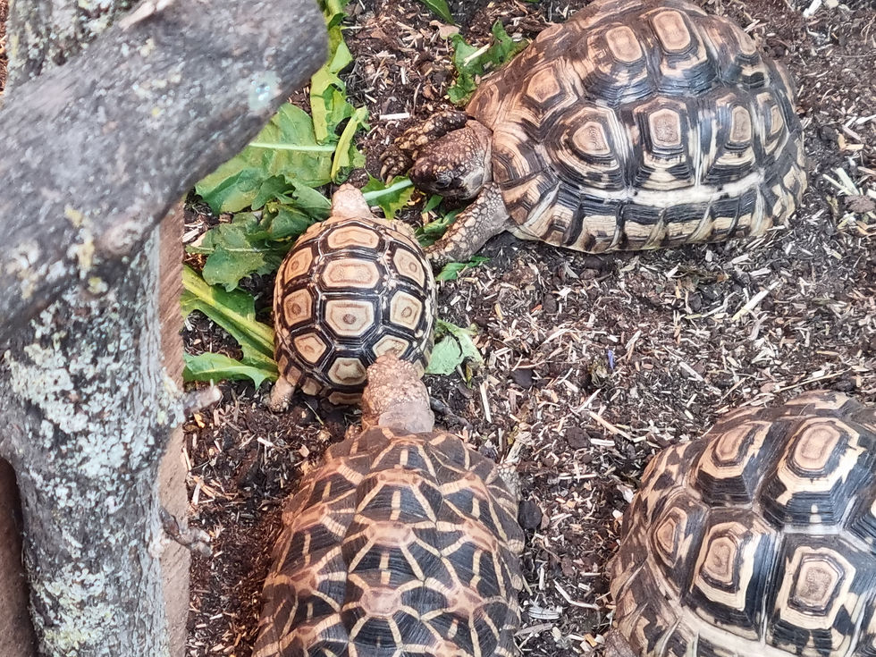 Schildkröten Krabbelgruppe