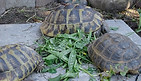 Landschildkröten.JPG