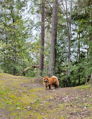 Red chow dog in the forest before recall