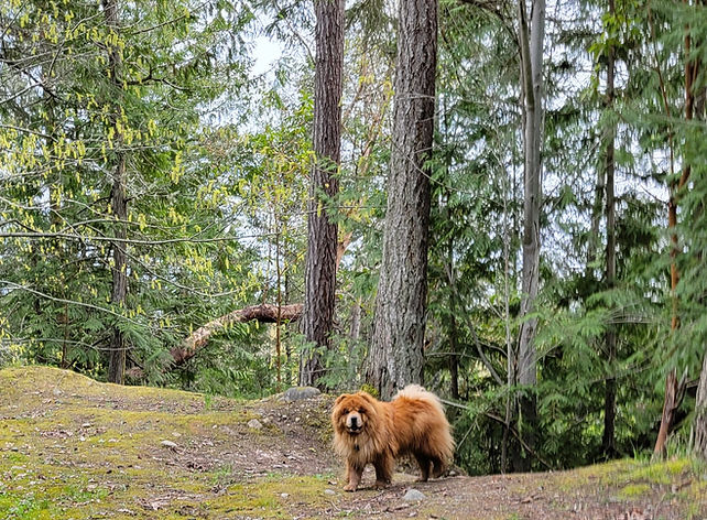 Red chow dog in the forest before recall