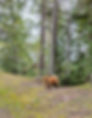 Red chow dog in the forest before recall