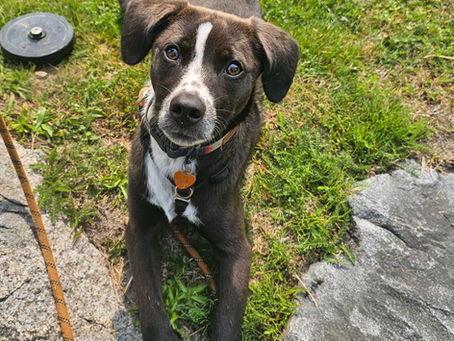 Do Dogs Deserve Consent? Why Choice Matters in Training and Daily Life