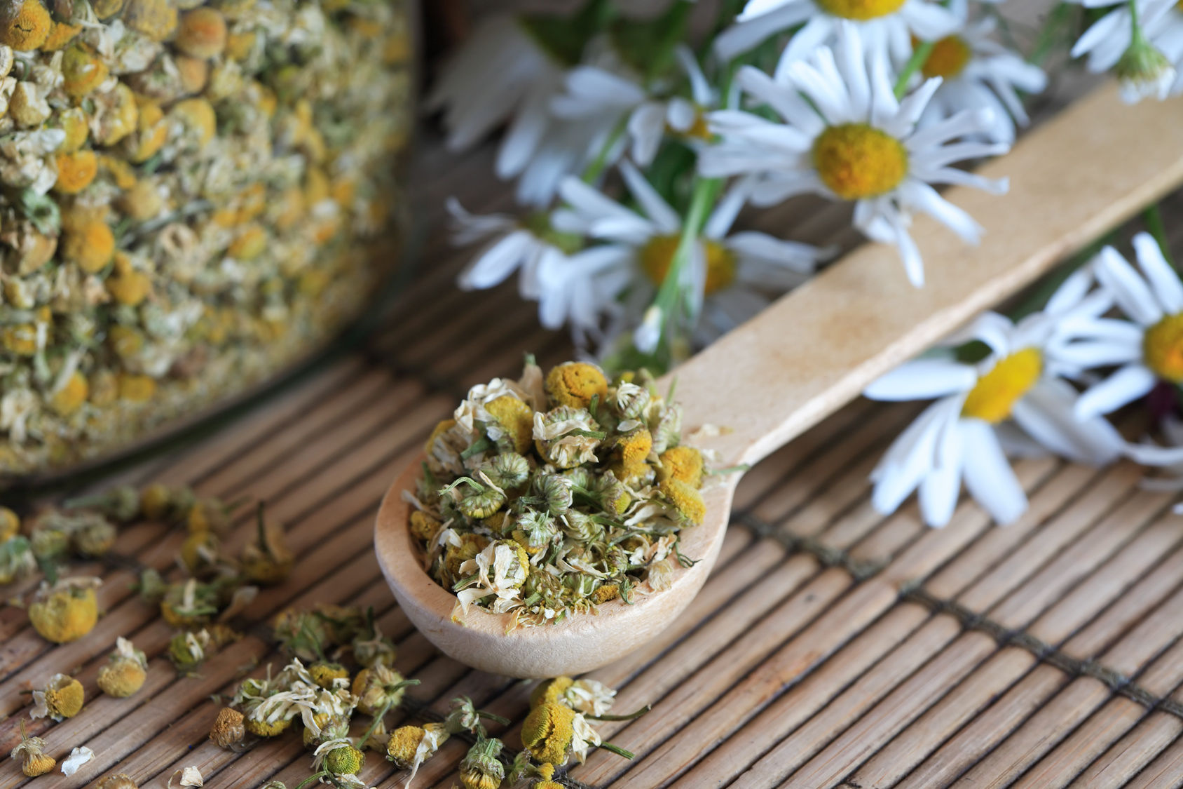 Egyptian Camomile