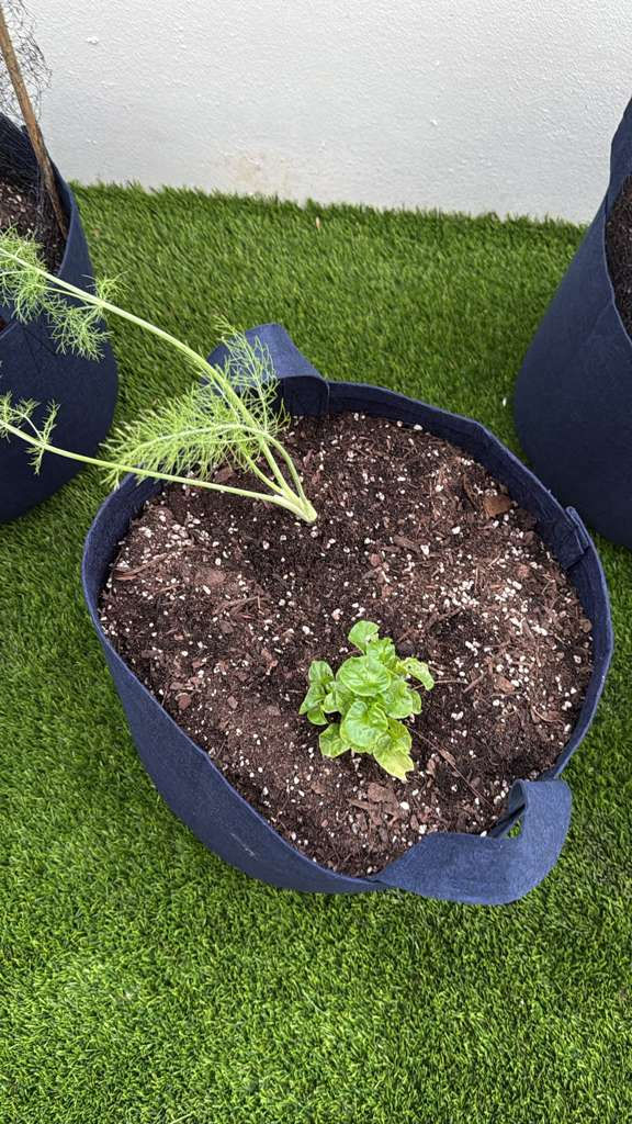 Thumbnail: Ready-to-Grow Sack