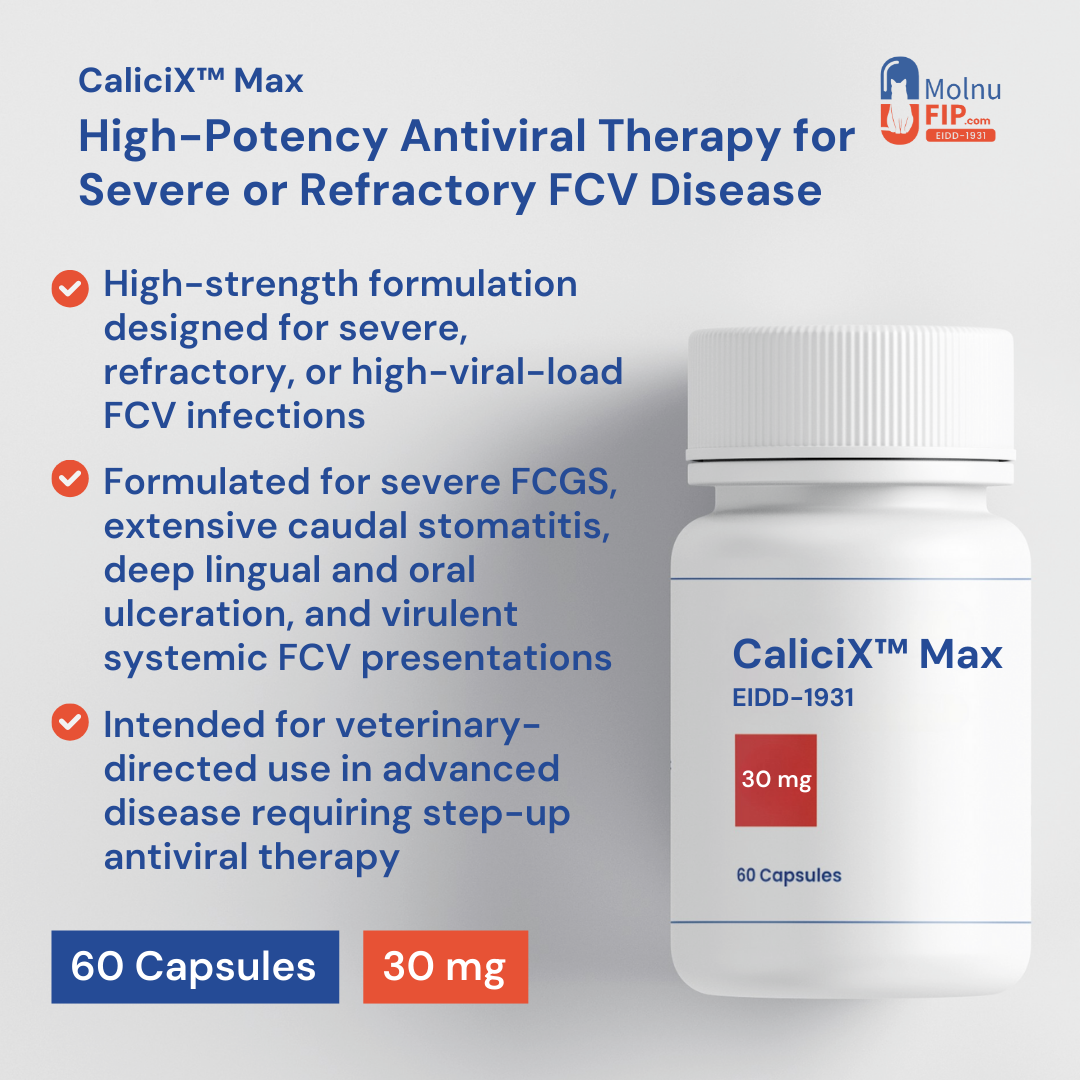 CaliciX™ Max – EIDD-1931 à haute puissance pour le traitement des formes graves de calicivirose féline